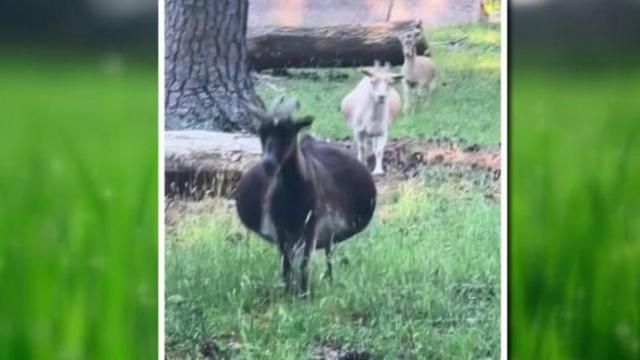 A pregnant goat named Beverly at the Smith Farm Goat Sanctuary has taken social media by storm with her heartwarming journey to motherhood.