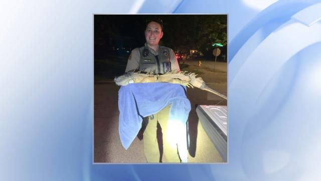 A Raleigh officer poses with a 5-foot iguana on Tuesday night.