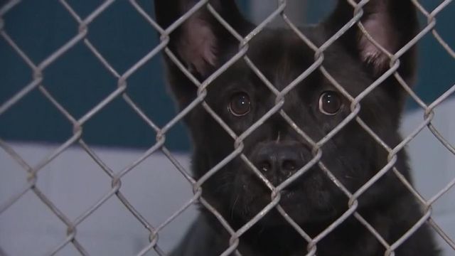Wake animal center hoping for relief from budget