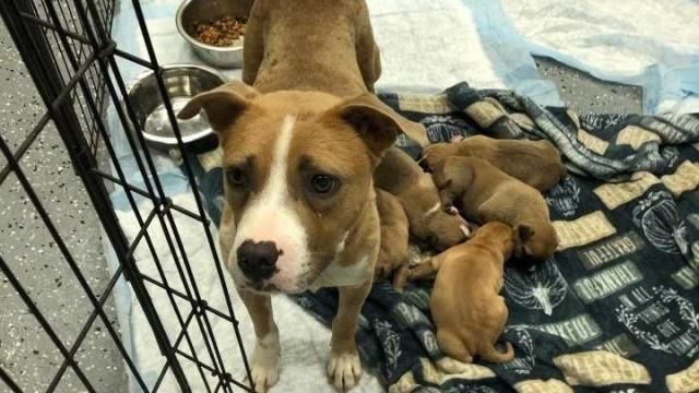 A dog and puppies were found in a closed suitcase Wednesday. 