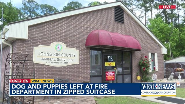 Dog and puppies found in suitcase, now recovering 