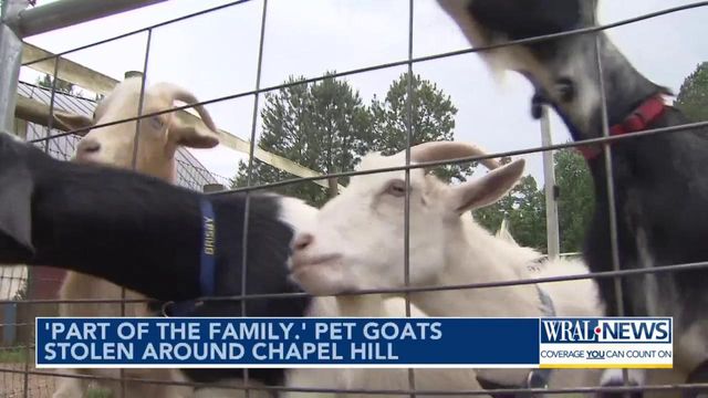 Pet owners in Chapel Hill are on high alert after a surge in stolen pets, with goats being a surprising target.