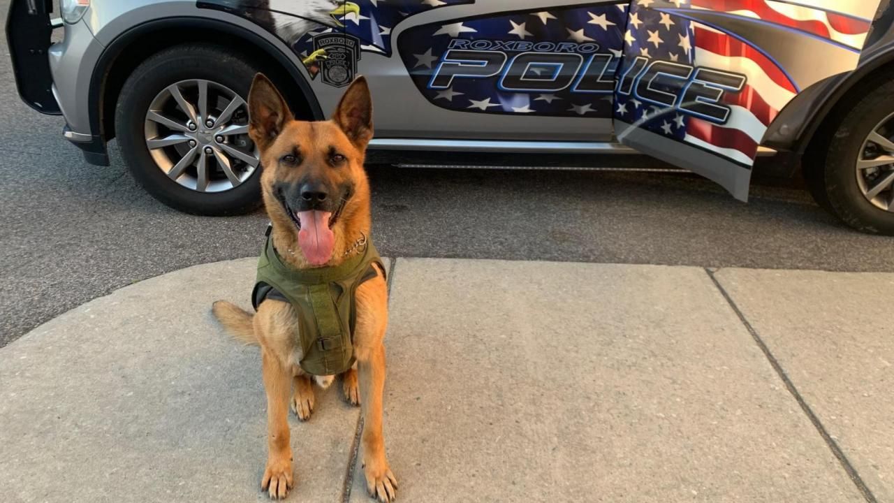 'Rest easy, good boy:' Roxboro police K-9 Kilo dies after medical emergency