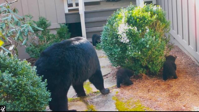 Bear sightings are more common between late spring and August, according to wildlife experts.