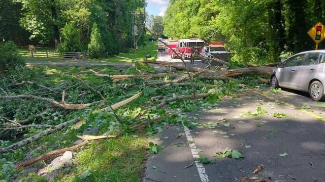 The tree fell on a car near the golf course between U.S. 70 and U.S. 70 Alternate. Photo courtesy of the Orange County Sheriff's Office.