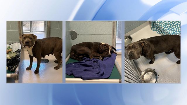 Three dogs captured, one killed after attacking three people in Chatham County