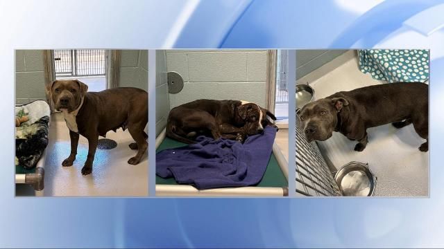 Chatham County deputies captured three dogs and killed another after they say the dogs attacked three people Monday. Photos courtesy of the Chatham County Sheriff's Office.