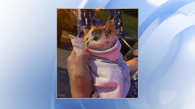 Firefighters rescue kitten stuck in storm drain for three days :: WRAL.com