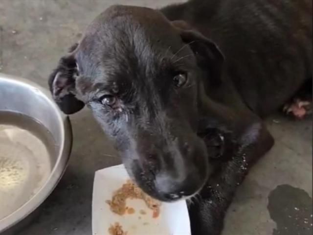 'The only thing that moved was her eyes': Woman rescues abandoned puppy in  Goldsboro