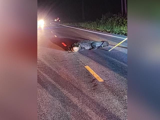 在布伦瑞克县高速公路上发现了12英尺长的鳄鱼
