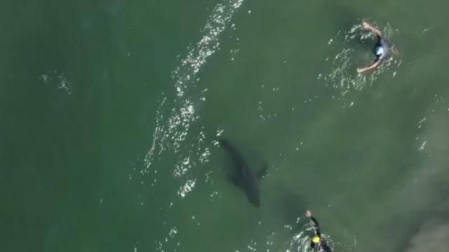 Several shark bites have been reported across the United States this year, including one off the coast of North Topsail Beach last month.  