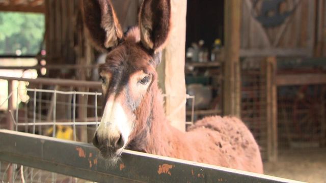 In the small Scotland County town of Wagram, north of Laurinburg, is a farm that raises a large type of donkey called a jackstock. It's an endangered animal- only 3,000 are left in the world- yet they played a vital role in the country's early days. 