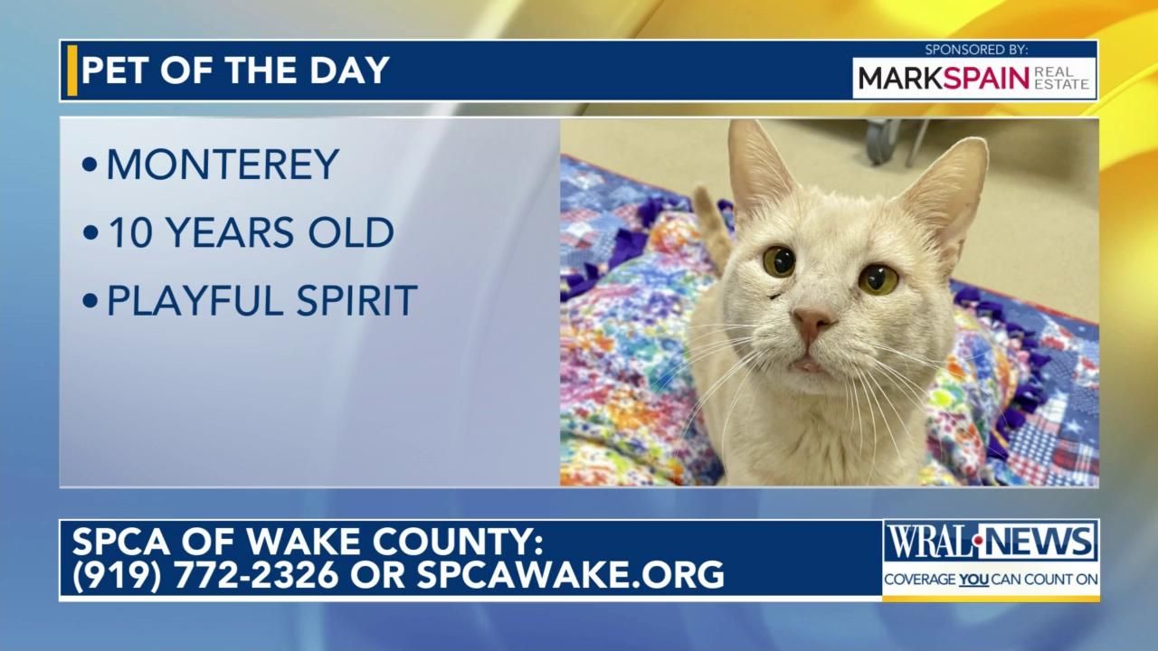 Pet of the Day for Aug. 1, 2024