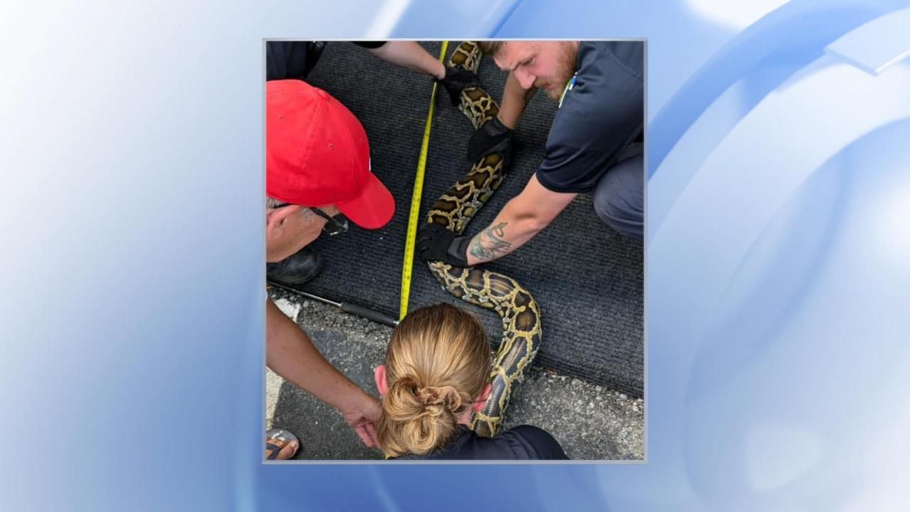 9-foot snake removed from underneath vehicle in Greensboro