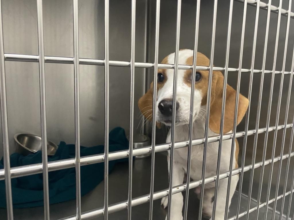 Franklin County Dog Animal Control Adoption Center Adoption Center