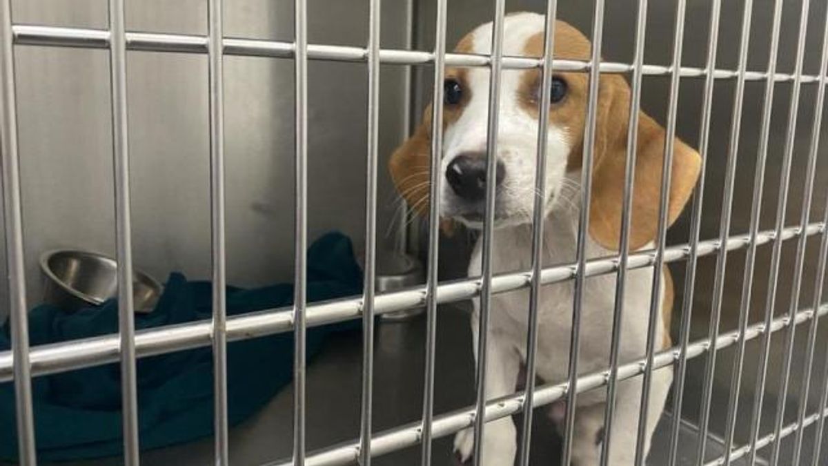 Franklin County Animal Shelter under state investigation