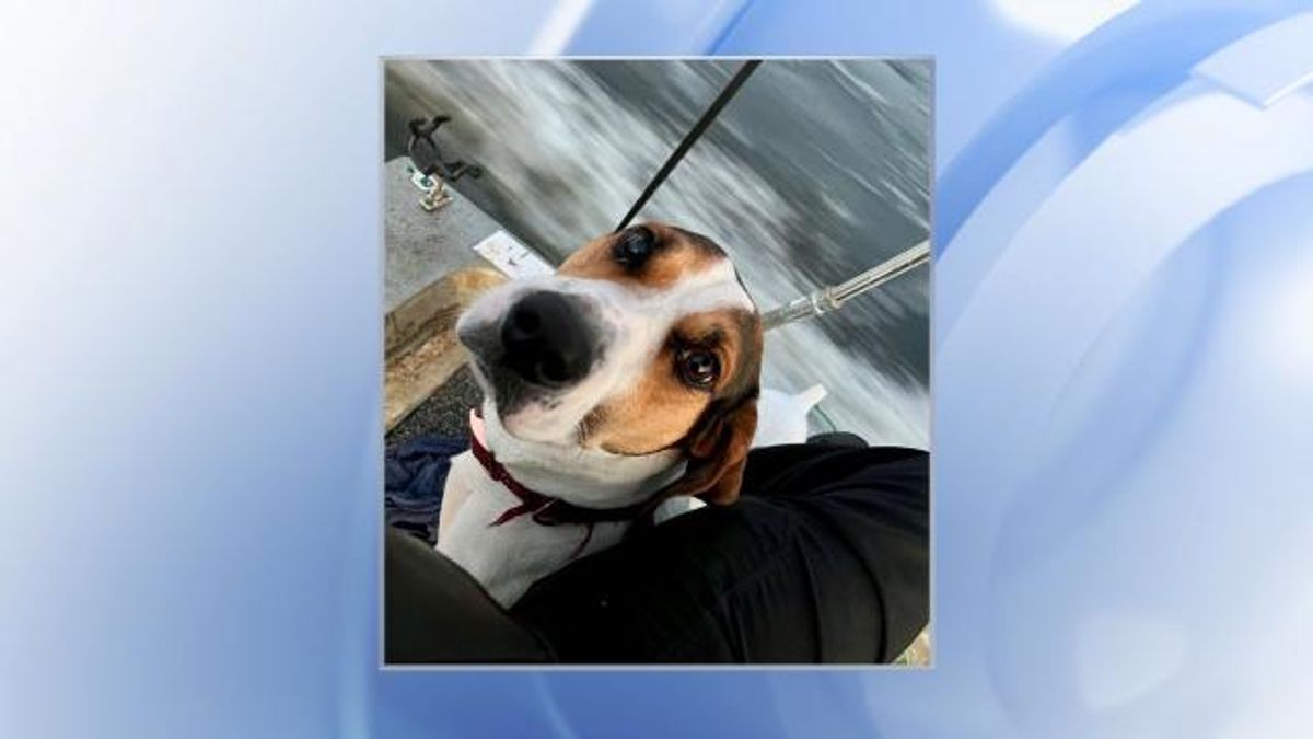 Dog rescued from Jordan Lake
