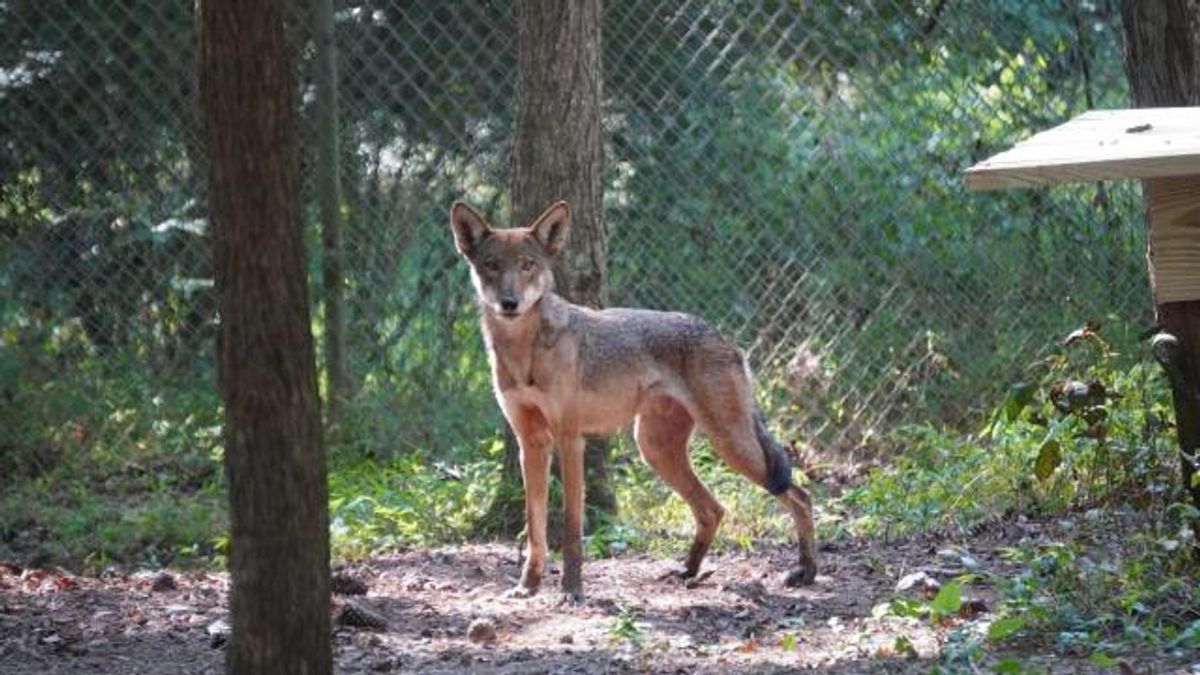Endangered Red Wolves Caroline and Mist relocated for breeding efforts to boost species survival