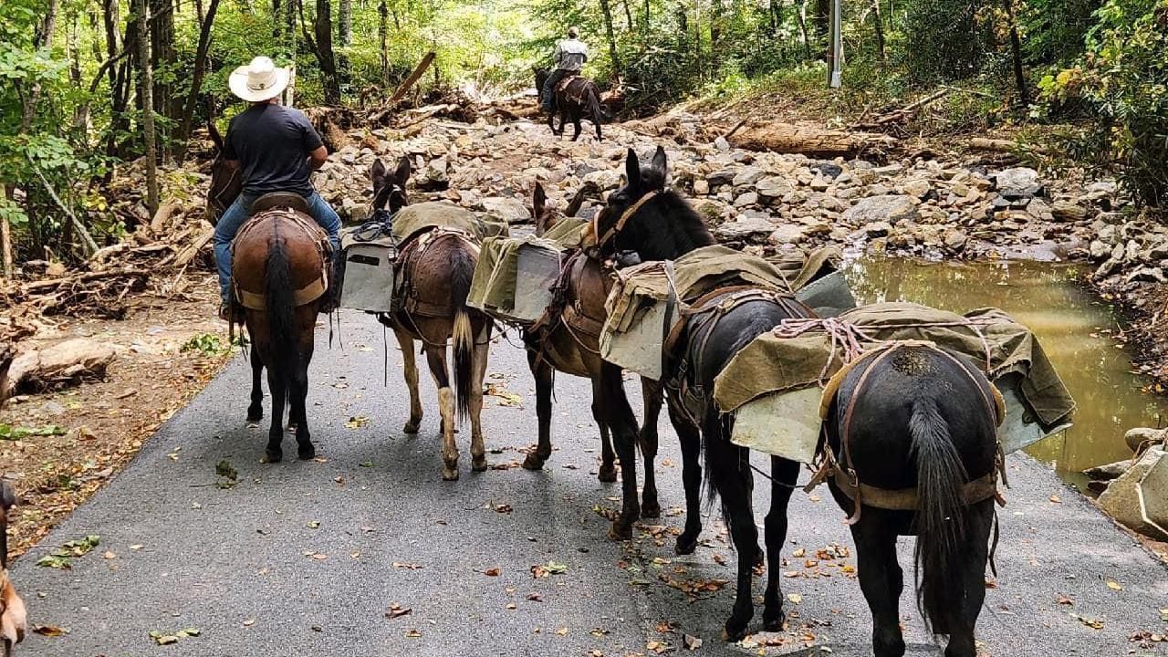Where humans can't, mules can: How mules are saving the day by reaching  western NC's most inaccessible communities, image size:1280x720