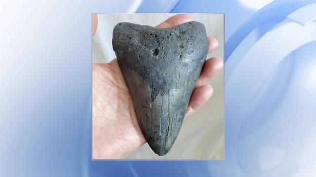 Megalodon shark teeth found along NC coast up for auction :: WRAL.com