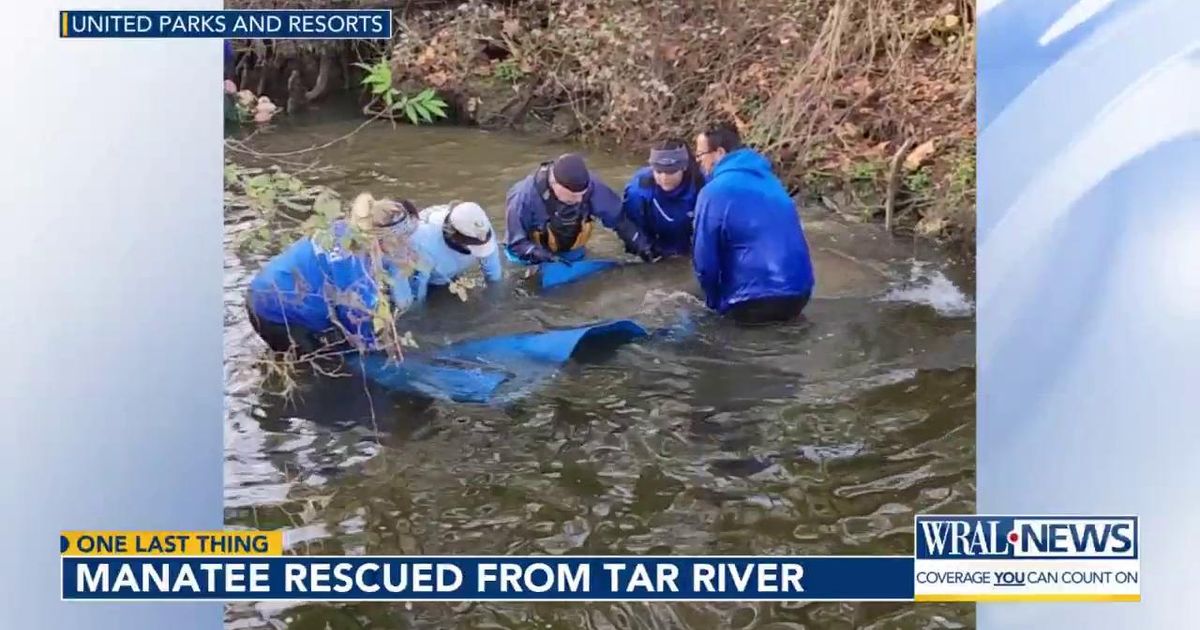 Manatee recovering after rescue from chilly Tar River in NC :: WRAL.com