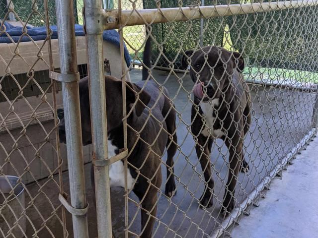 Owner surrenders 50 animals to NC rescue group