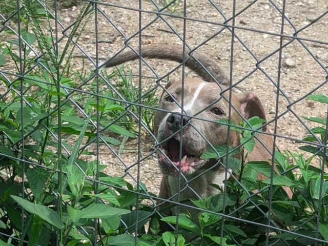 Owner surrenders 50 animals to NC rescue group