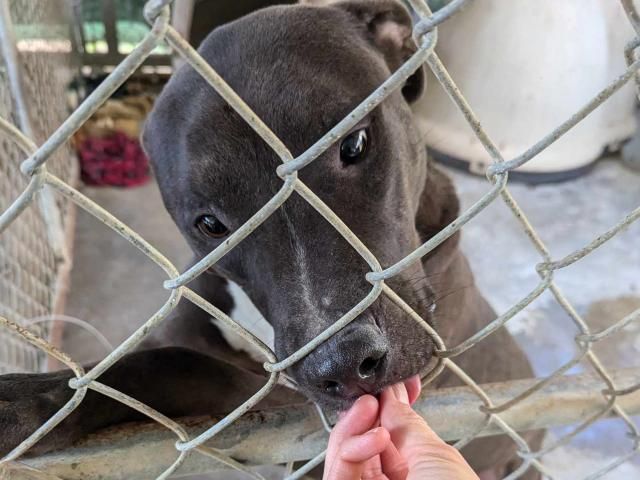 Owner surrenders 50 animals to NC rescue group