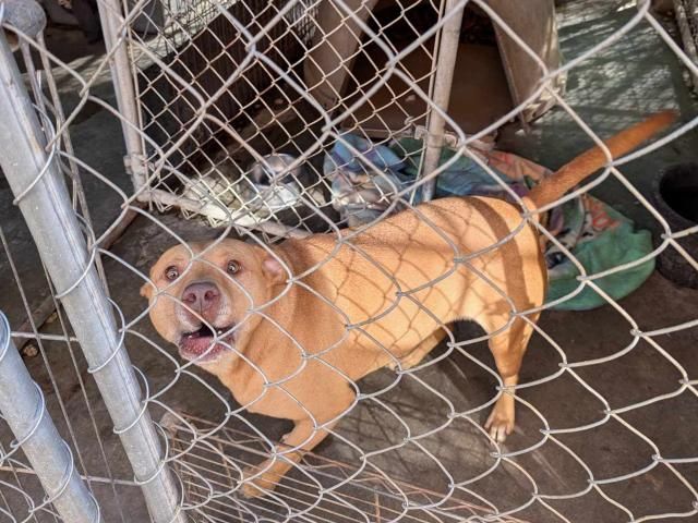 Owner surrenders 50 animals to NC rescue group