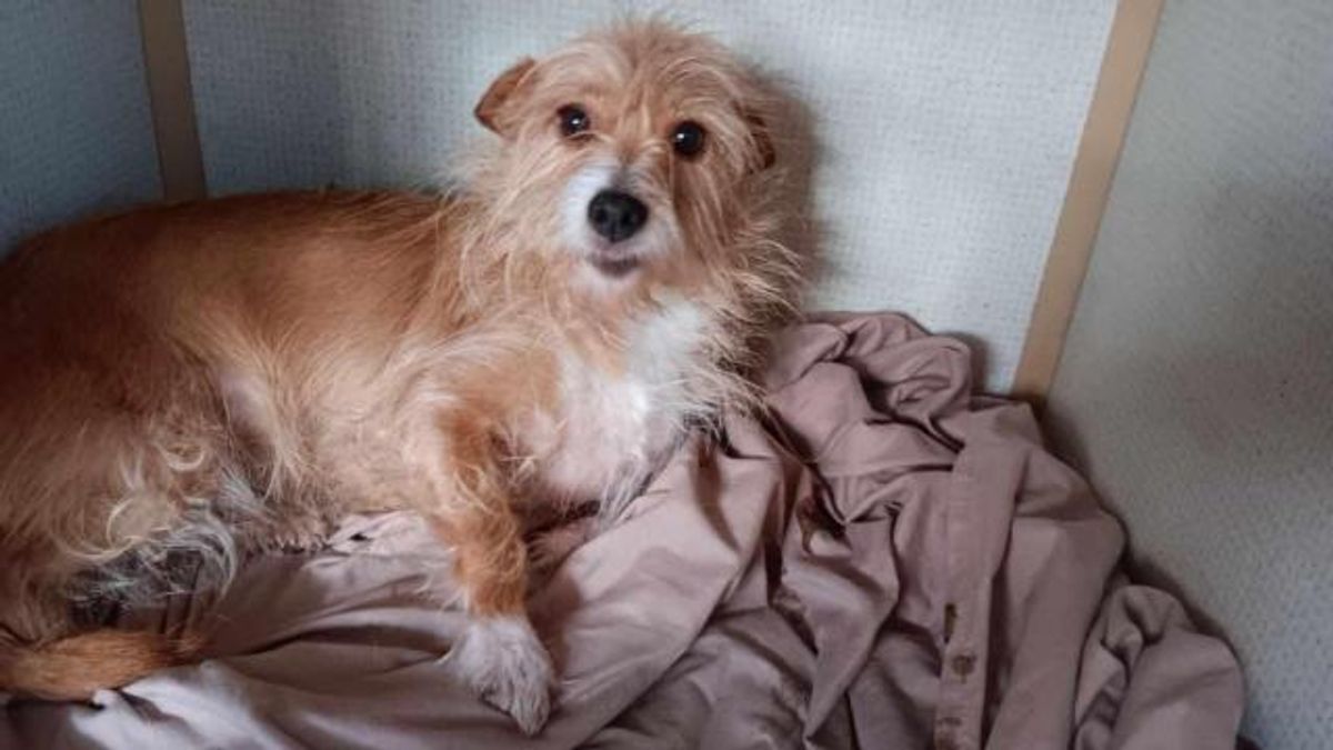 Owner surrenders 50 animals to NC rescue group