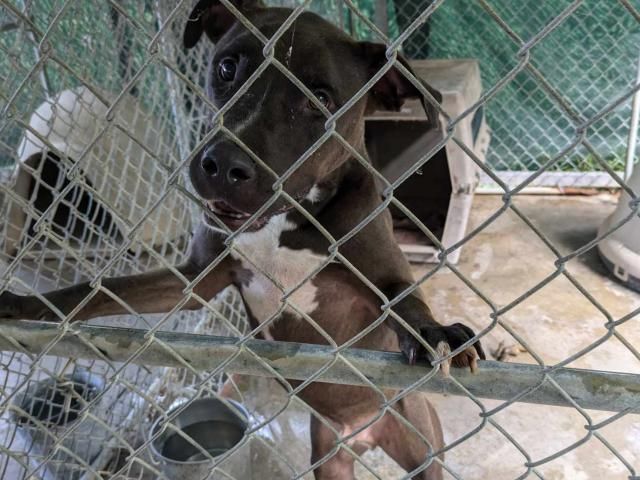 Owner surrenders 50 animals to NC rescue group