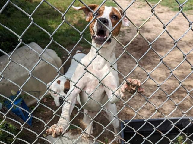 Owner surrenders 50 animals to NC rescue group