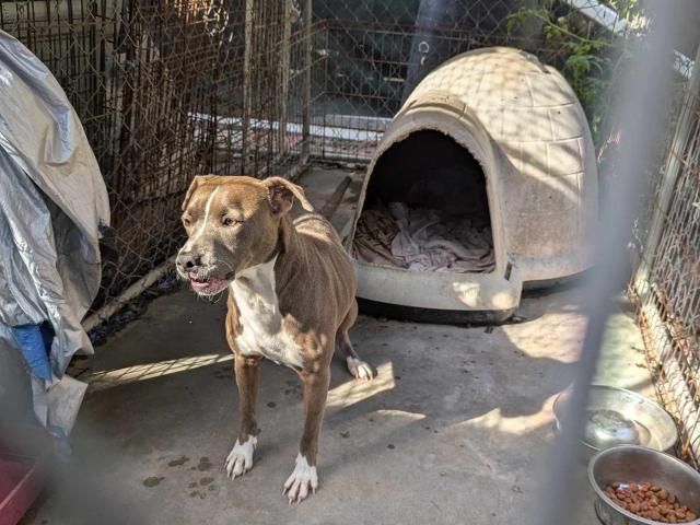 Owner surrenders 50 animals to NC rescue group