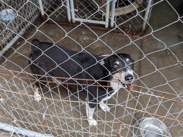 Owner surrenders 50 animals to NC rescue group