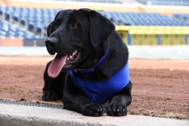 Champ the bat dog