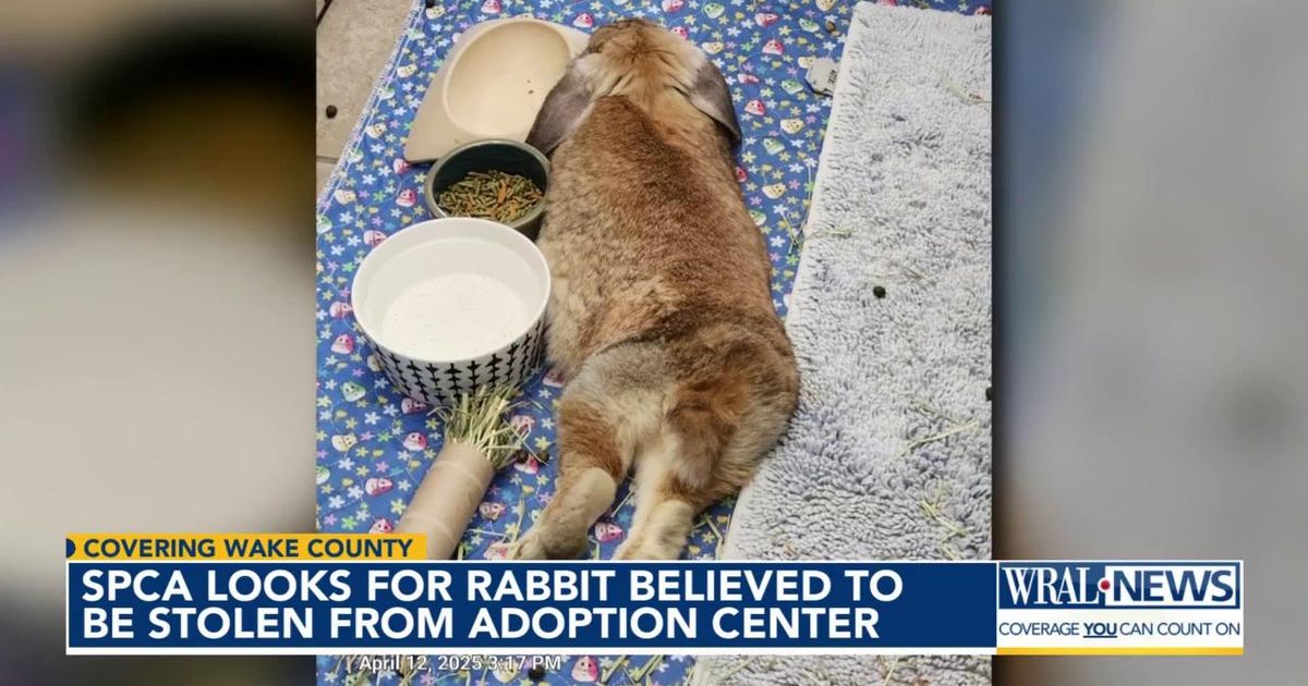 Missing One Rabbit Lost bunny: SPCA of Wake County looks for rabbit believed to be stolen ...