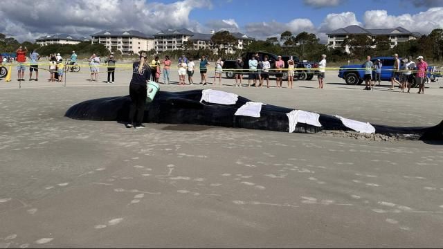 Photo courtesy of Hilton Head Island Government and Facebook.
