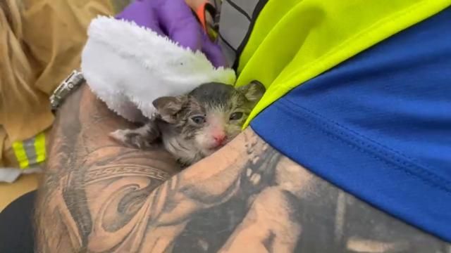 Raleigh firefighters rescue 14 kittens from Method Road house fire
