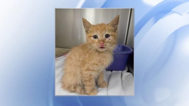 Kai, a kitten who was thrown from a car on Tryon Road in Raleigh.
