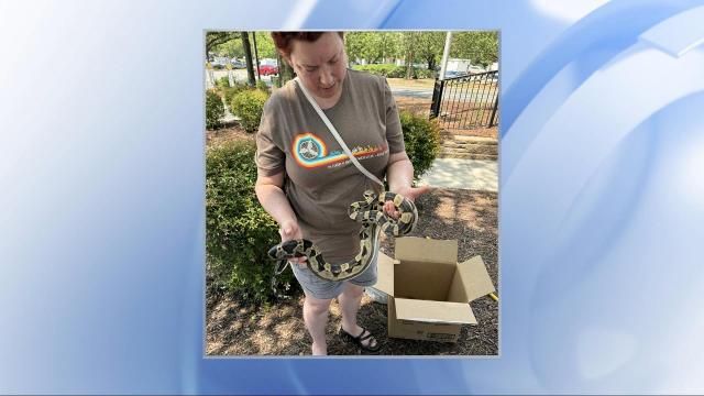 A drive-thru visit at the McDonald's on Harrison Avenue in Cary took an unexpected turn when a 4-foot boa constrictor was discovered outside the restaurant.