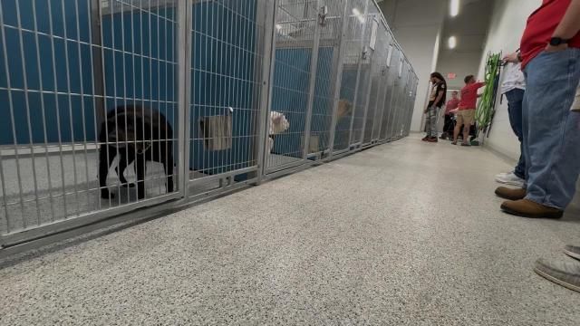 Nash County animal shelter faces reforms amid violations; hosts free adoption event
