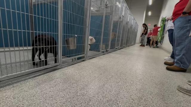 Nash County animal shelter