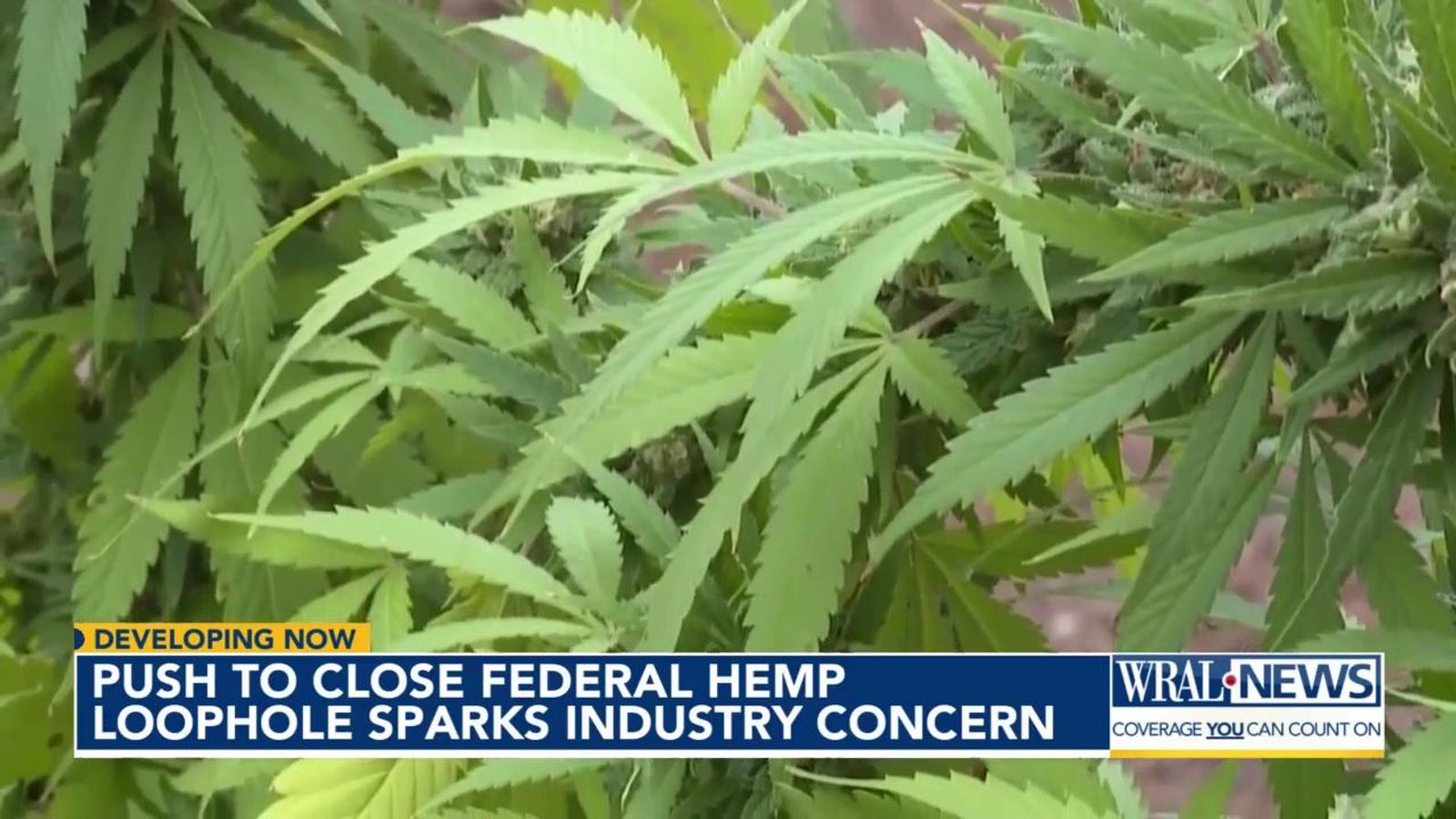North Carolina hemp industry faces upheaval as Senate bill threatens major THC product ban
