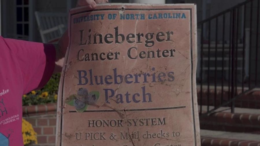 Blueberry patch restoration: Sylvia Hatchell hosts planting event after Helene damage Blueberry patch restoration: Sylvia Hatchell hosts planting event after Helene damage