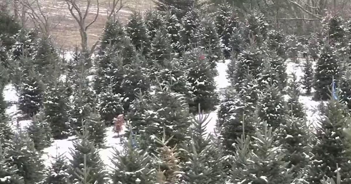 Stein honors Christmas tree growers as they continue rebuilding after Helene