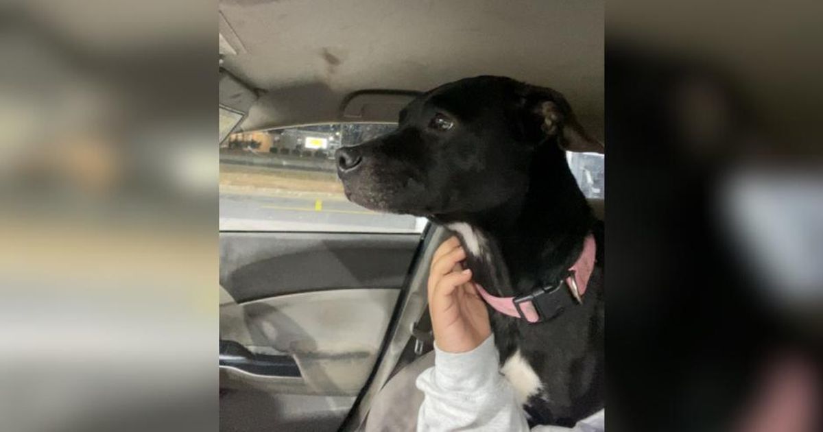 Franklin County man says missing dog was found beaten to death, sheriff's office investigate