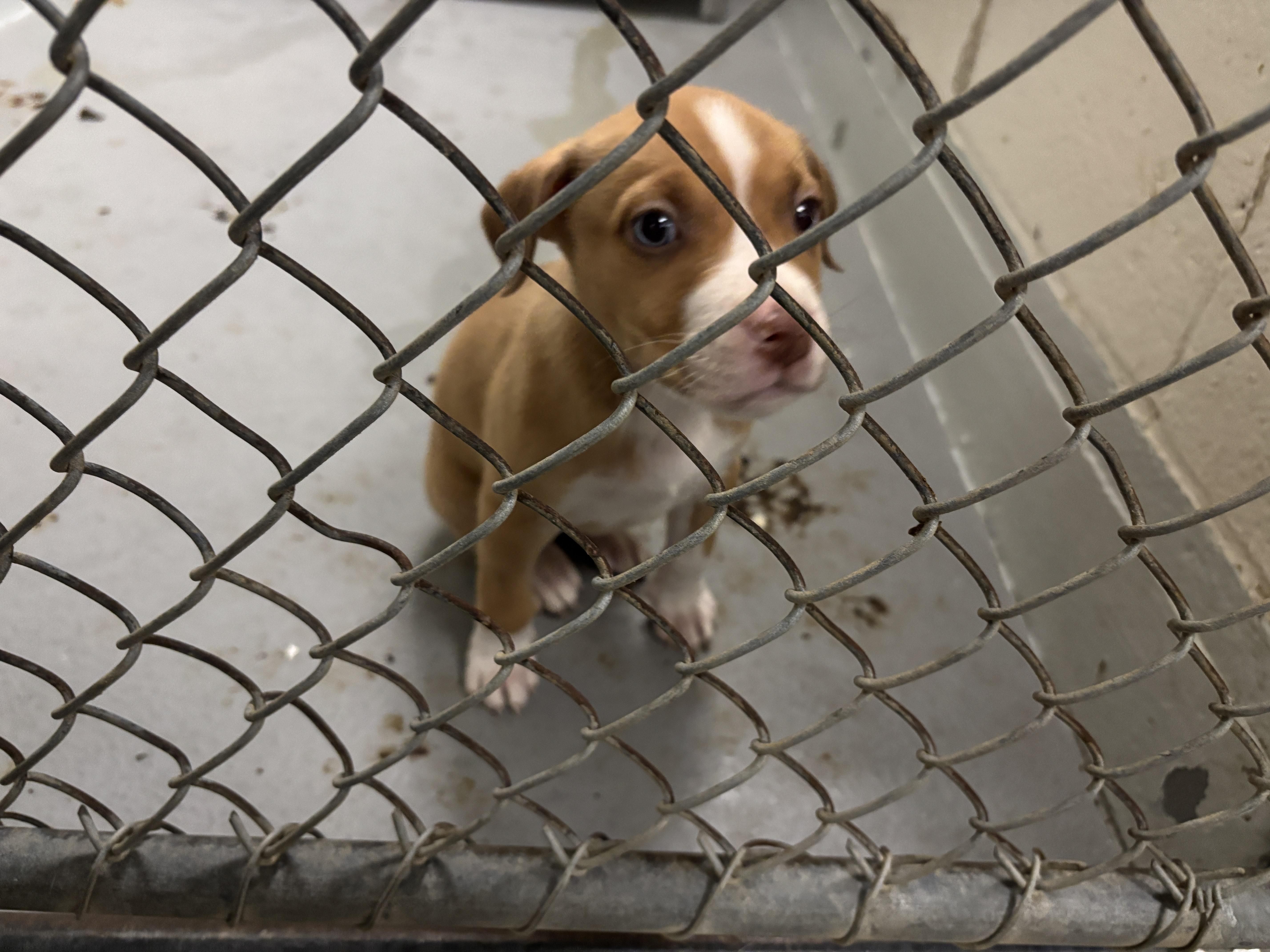 WRAL Investigates: Rescues help in overcrowded animal shelter solutions