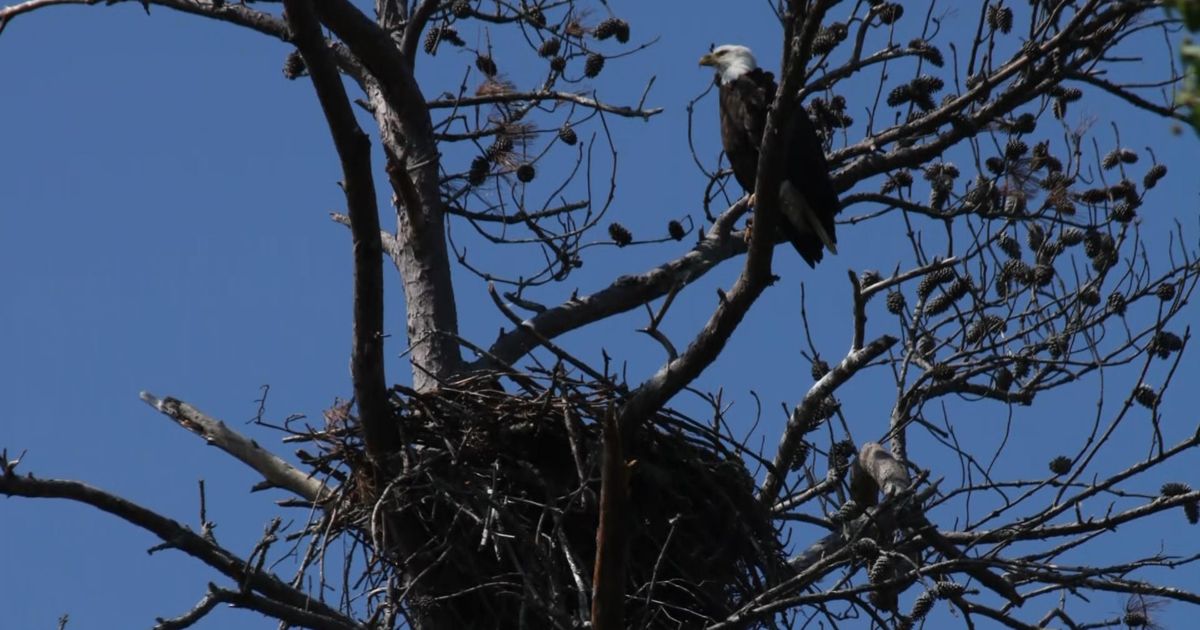 Everything we know about the Shelley Lake Bald Eagle family