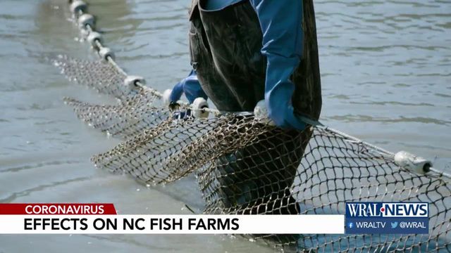 NC fish farm stays afloat amid coronavirus crisis