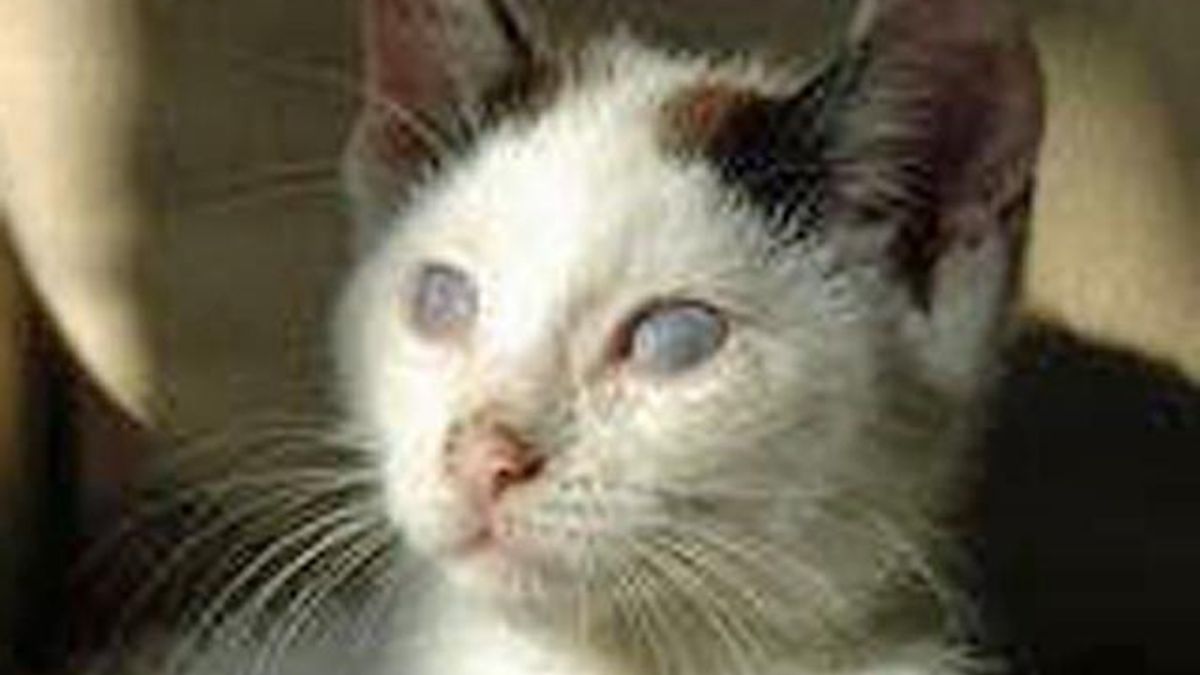 Blind Cat Rescue